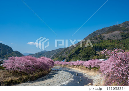 伊豆の河津桜と青い空 伊豆の河津桜と青い空 131058234