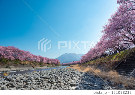 伊豆の河津桜と青い空 131058235