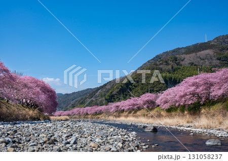 伊豆の河津桜と青い空 131058237