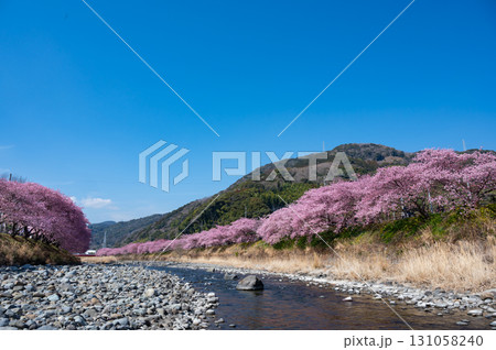 伊豆の河津桜と青い空 伊豆の河津桜と青い空 131058240