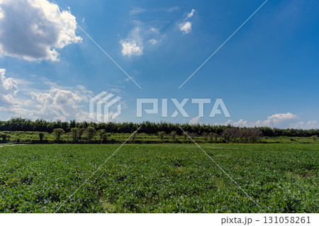 夏の豆畑と青空のコピースペース 131058261