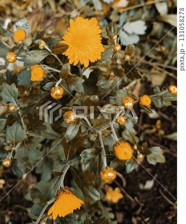 Chrysanthemum with serene warmth blooming as autumn elegance against garden blur 131058278