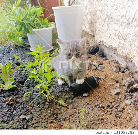 Kitten with curious gaze standing in garden soil against backyard wall 131058282