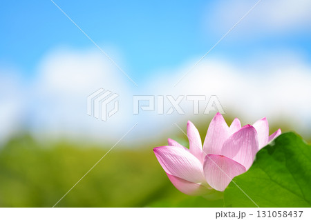 青空とハスの花 青空とハスの花 131058437