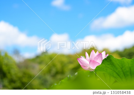 青空と蓮池のハスの花 青空と蓮池のハスの花 131058438