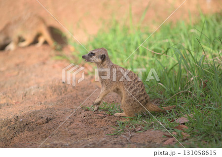 太陽の傾くのが早くなったと夏の終わりを惜しむミーアキャット 太陽の傾くのが早くなったと夏の終わりを惜しむミーアキャット 131058615