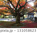 雷山千如寺の紅葉した大樹と落ち葉の絨毯 131058623