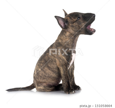 miniature bull terrier in studio 131058664