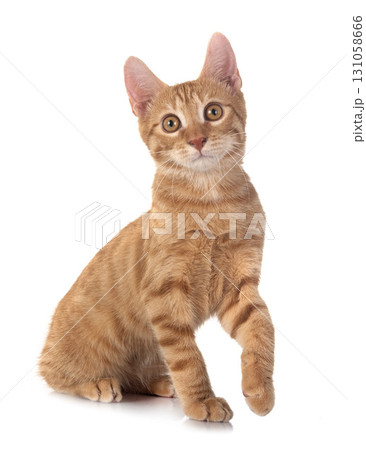 ginger cat in studio 131058666
