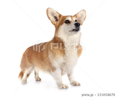 Pembroke Welsh Corgi Pembroke Welsh Corgi 131058670
