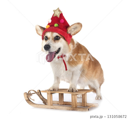 Pembroke Welsh Corgi 131058672