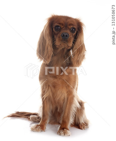 cavalier king charles in studio cavalier king charles in studio 131058673