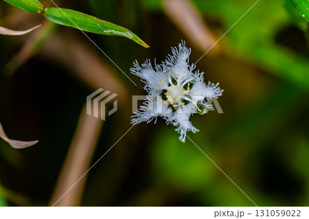【国指定天然記念物】鯉ヶ窪湿原　初秋の湿原に咲くシラヒゲソウ7　岡山県新見市 131059022