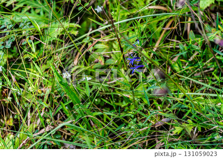 【国指定天然記念物】鯉ヶ窪湿原　初秋の湿原の草むらに咲くサワギキョウ　岡山県新見市 131059023