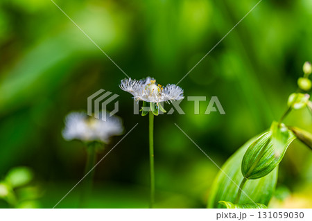 【国指定天然記念物】鯉ヶ窪湿原　初秋の湿原に咲くシラヒゲソウ2　岡山県新見市 131059030