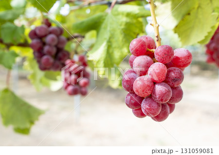 クイーンニーナのぶどう狩り　宮城県仙台市 131059081