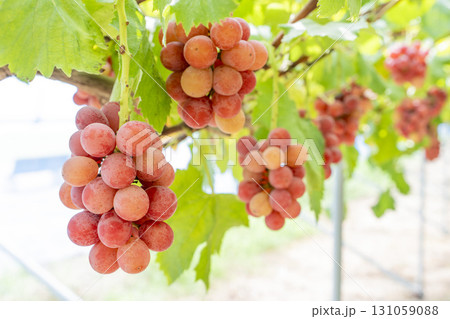 クイーンニーナのぶどう狩り　宮城県仙台市 131059088