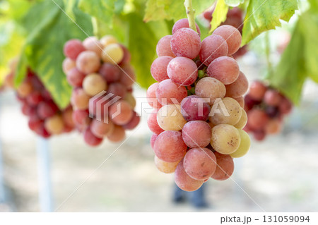 クイーンニーナのぶどう狩り　宮城県仙台市 131059094