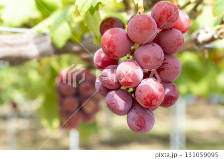 クイーンニーナのぶどう狩り　宮城県仙台市 131059095