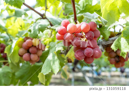 クイーンニーナのぶどう狩り　宮城県仙台市 131059118