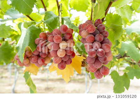 クイーンニーナのぶどう狩り 宮城県仙台市 クイーンニーナのぶどう狩り 宮城県仙台市 131059120