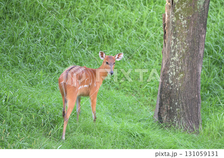 振り向いた草の中を行くシタツンガ 131059131