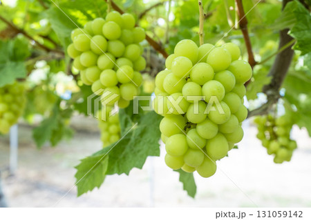 シャインマスカットのぶどう狩り　宮城県仙台市 131059142