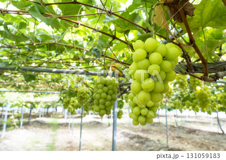 シャインマスカットのぶどう狩り　宮城県仙台市 131059183