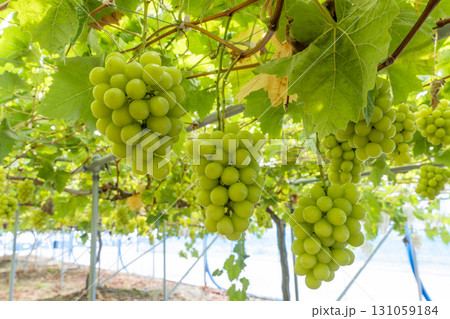 シャインマスカットのぶどう狩り　宮城県仙台市 131059184