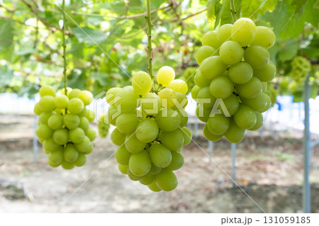 シャインマスカットのぶどう狩り　宮城県仙台市 131059185