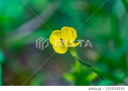 【国指定天然記念物】鯉ヶ窪湿原 初秋の湿原に咲くマツヨイグサに止まるハナアブ 岡山県新見市 【国指定天然記念物】鯉ヶ窪湿原 初秋の湿原に咲くマツヨイグサに止まるハナアブ 岡山県新見市 131059191