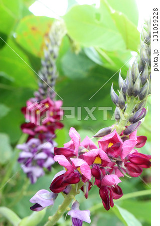 葛の花 131059228
