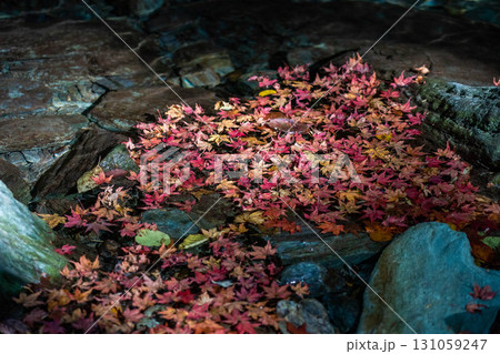 透き通る水面に浮かぶ紅葉 透き通る水面に浮かぶ紅葉 131059247