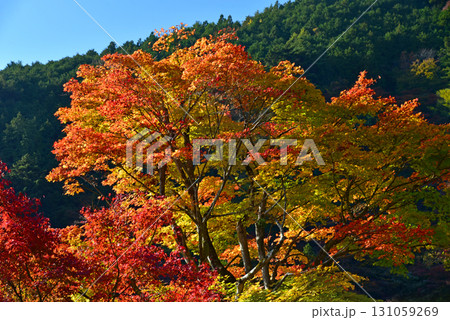 善峯寺から紅葉した山を見る 131059269