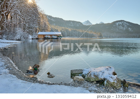 Elegant White Swans Swimming Gracefully on Partially Frozen Lake Surface Surrounded by Winter Landscape with Sunlight Reflecting off Calm Water Creating Romantic Wildlife Scene 131059412