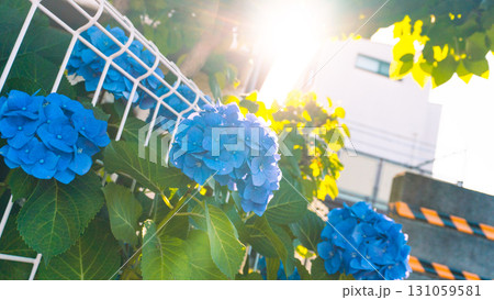照らされる紫陽花 照らされる紫陽花 131059581