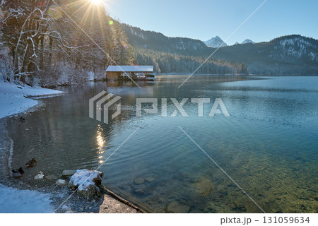 Serene Winter Wonderland: Two Graceful Swans Glide Across Icy Lake Surface Bathed in Golden Sunlight Pristine Frozen Landscape Showcases Nature's Tranquil Beauty on Crisp Winter Day 131059634