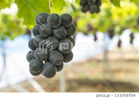 ピオーネのぶどう狩り　葡萄畑　宮城県仙台市 131059704