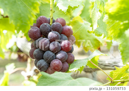 サニールージュのぶどう狩り　葡萄畑　宮城県仙台市 131059733