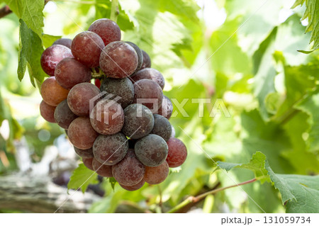 サニールージュのぶどう狩り　葡萄畑　宮城県仙台市 131059734