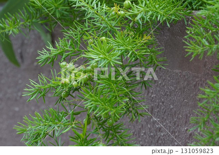 アスパラガスエチオピクスの実・2025年㋇ 131059823