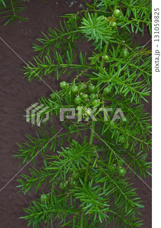 アスパラガスエチオピクスの実・2025年㋇ 131059825