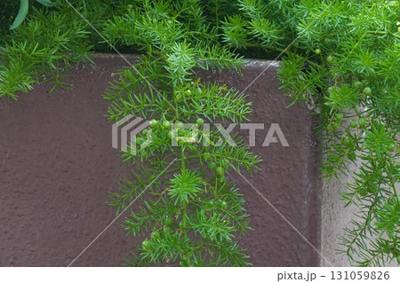 アスパラガスエチオピクスの実・2025年㋇ アスパラガスエチオピクスの実・2025年㋇ 131059826