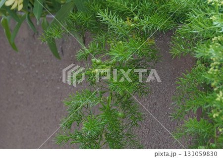 アスパラガスエチオピクスの実・2025年㋇ アスパラガスエチオピクスの実・2025年㋇ 131059830