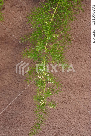 アスパラガスエチオピクスの蕾・2025年㋇ 131059833