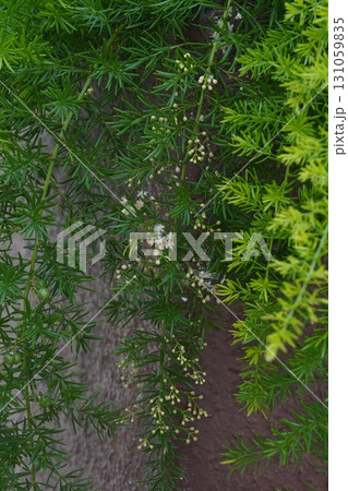 アスパラガスエチオピクスの花と蕾・2025年㋇ 131059835