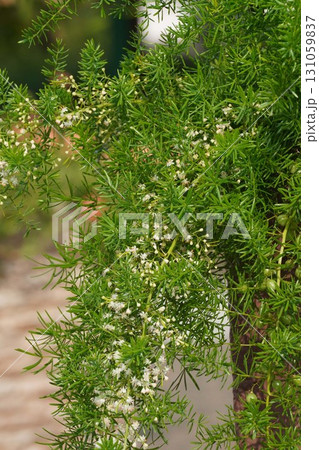 アスパラガスエチオピクスの花・2025年㋇ 131059837