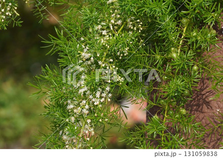 アスパラガスエチオピクスの花と実・2025年㋇ 131059838