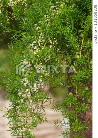 アスパラガスエチオピクスの花と実・2025年㋇ アスパラガスエチオピクスの花と実・2025年㋇ 131059839