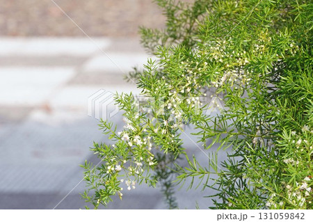 アスパラガスエチオピクスの花・2025年㋇ 131059842